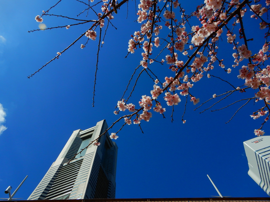 ランドマークタワーと大寒桜