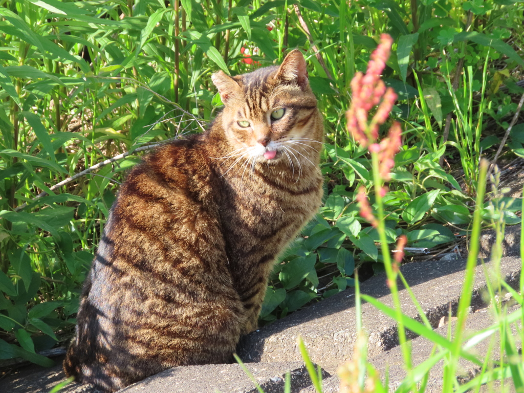 今日も暑いにゃ。。。