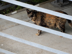 撮ってるの？撮りやすい位置に行ってあげるニャ