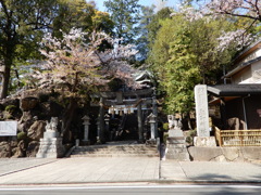 散りかけた桜と師岡熊野神社