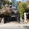 散りかけた桜と師岡熊野神社