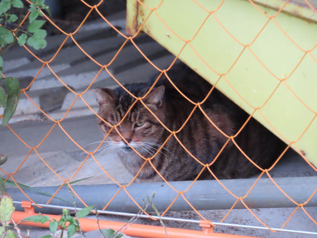 動物園のマヌルネコみたいに