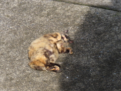 7月の始まりはニャーのおにゃかからなのニャ♪