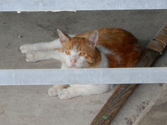 やっと撮れる位置に来てくれたチャトラちゃん！！