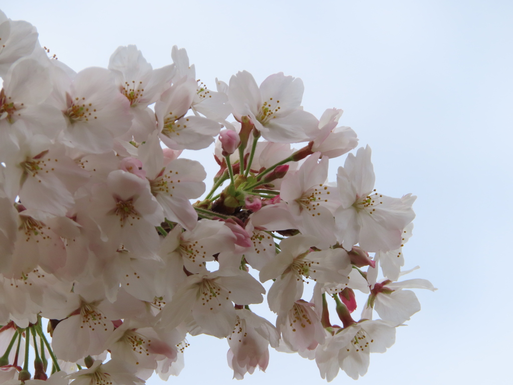 桜は満開！！