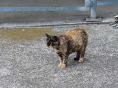 お出まし