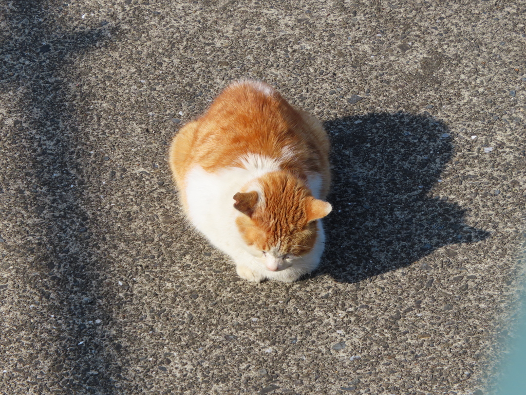 地域猫デビューしました、チャトラです！！