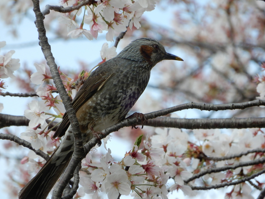 ヒヨドリもお花見