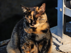 日向が増えるまで耐えるのニャ。。。