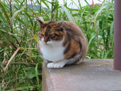 ここがお気に入りになりました。