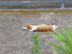 既視感。。。