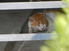 こちとら眠いんだよ。。。