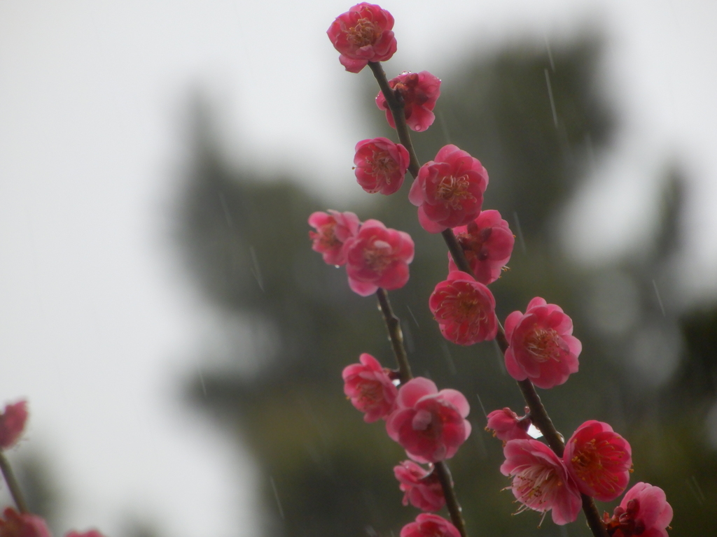 雨にぬれても