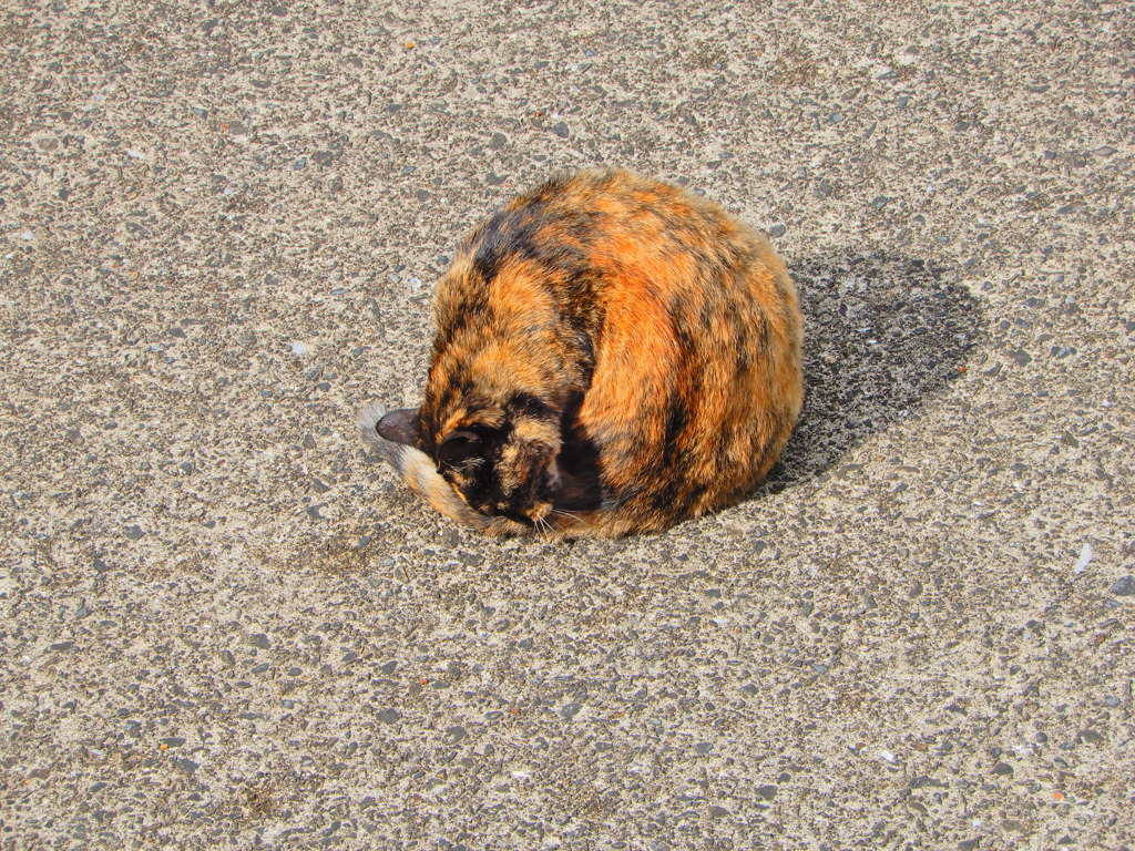 どら焼き・・・！？