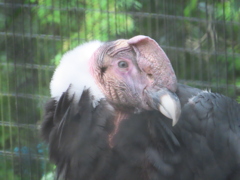 見返りショウ君♪