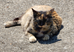 眠いニャ。。。