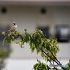 雨に濡れるスズメ２