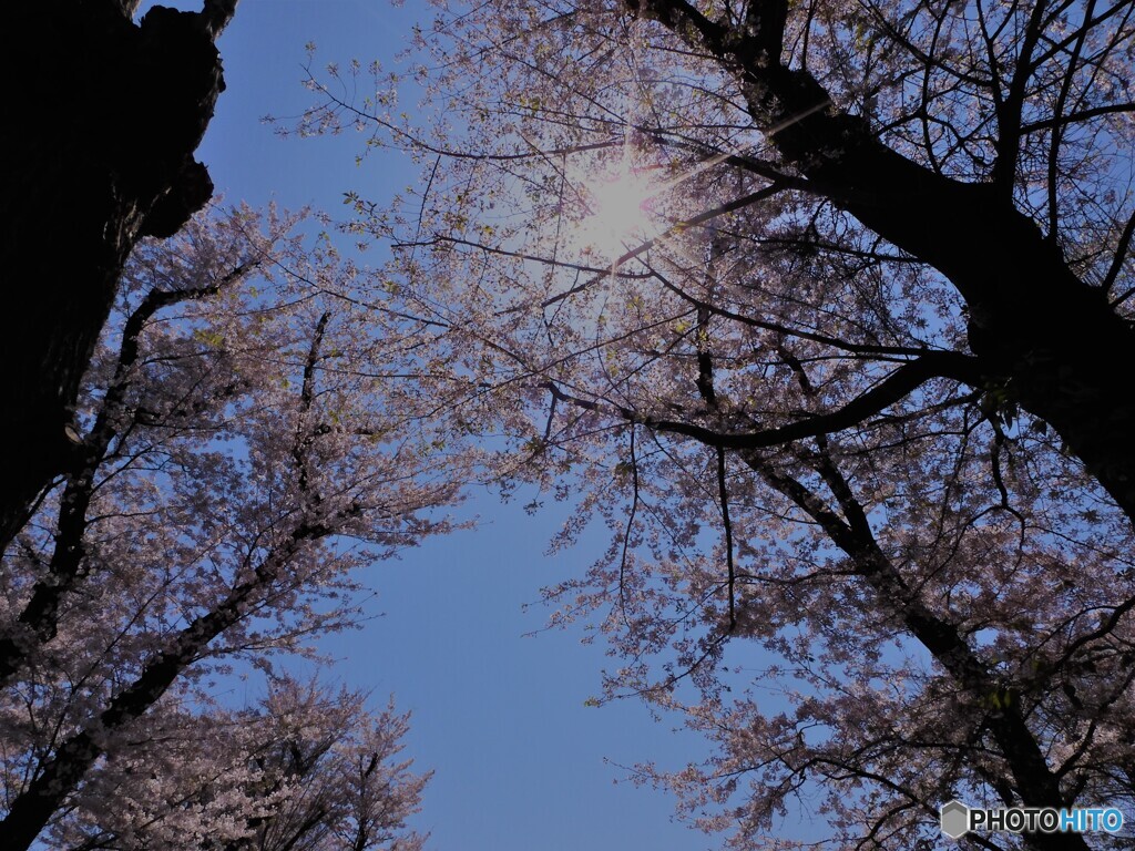 桜と太陽