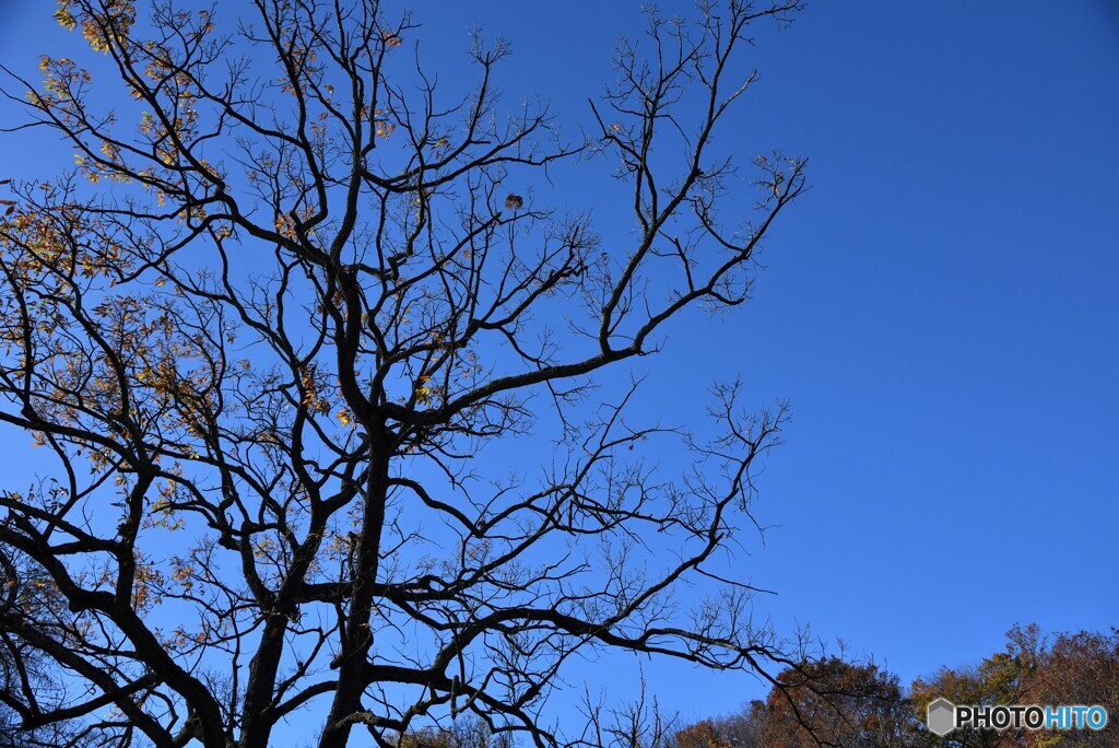 晩秋の青空