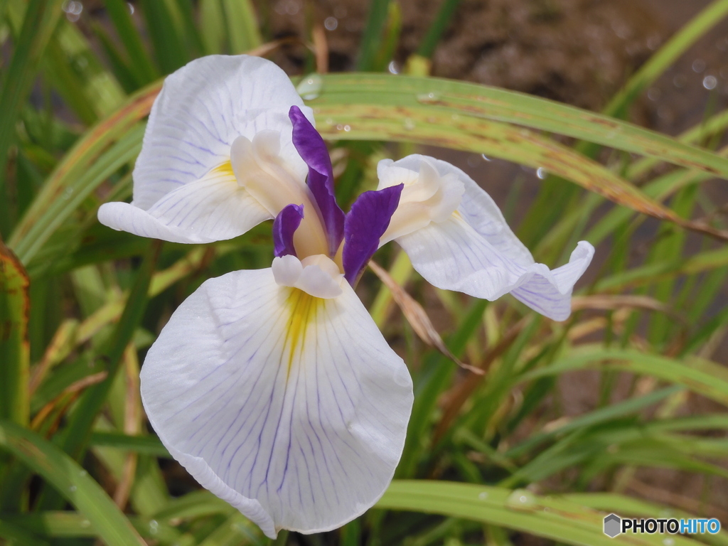白い花菖蒲