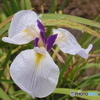 白い花菖蒲