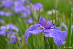 紫色の花菖蒲