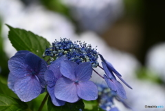 青紫陽花のつぼみ