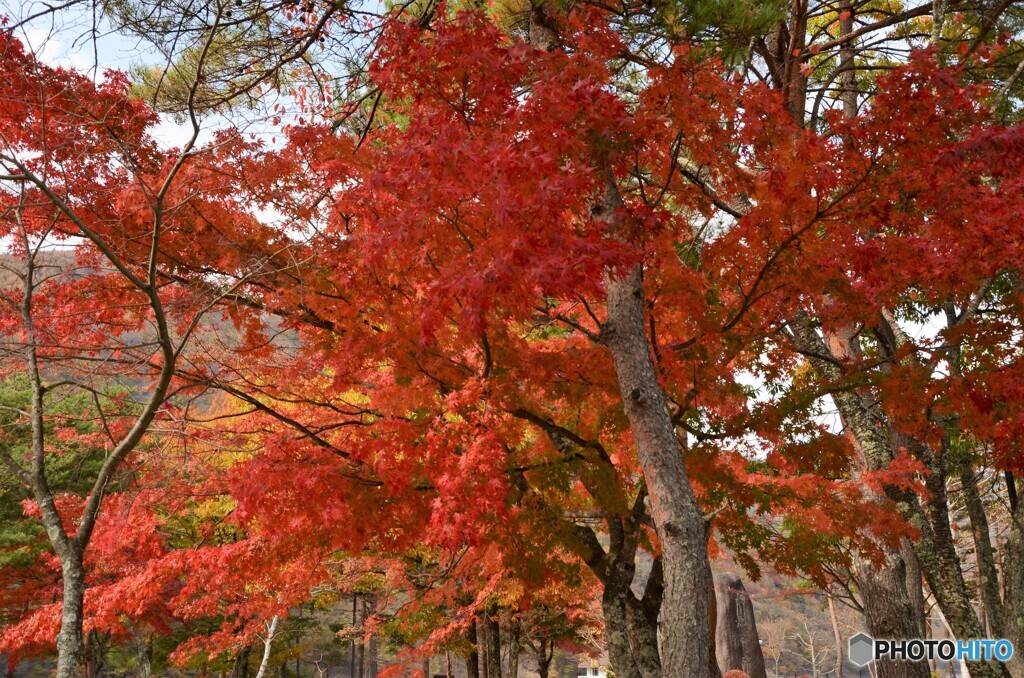 紅葉