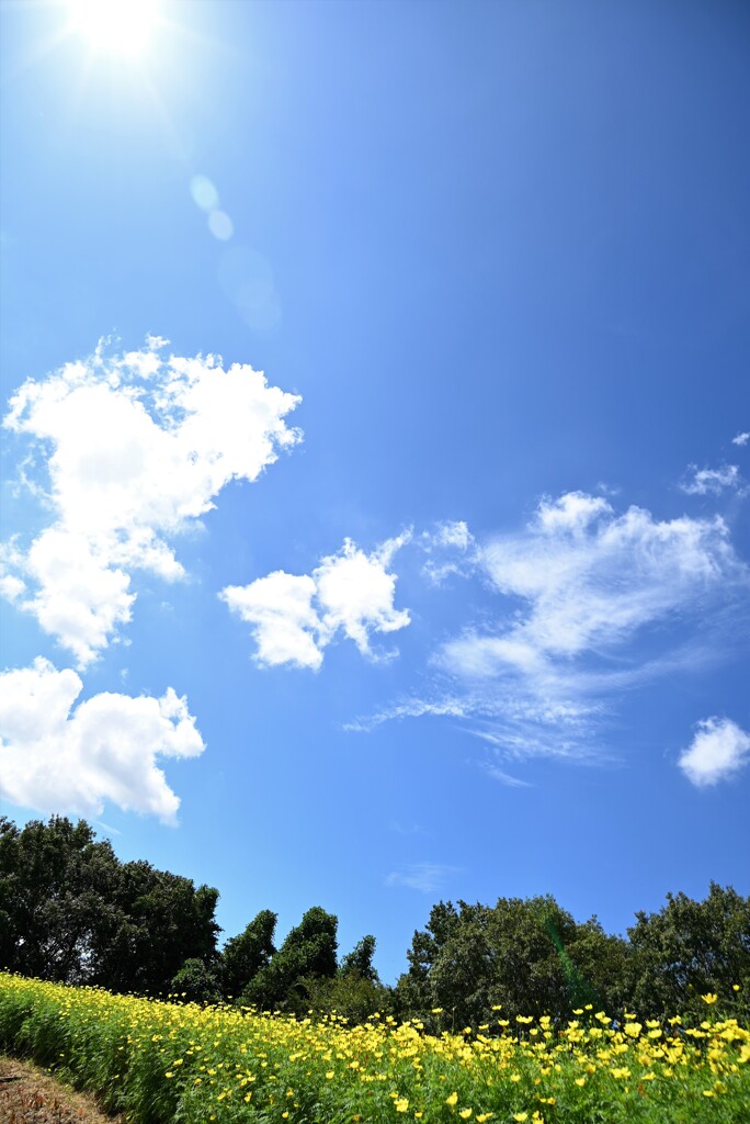 青空とコスモス畑