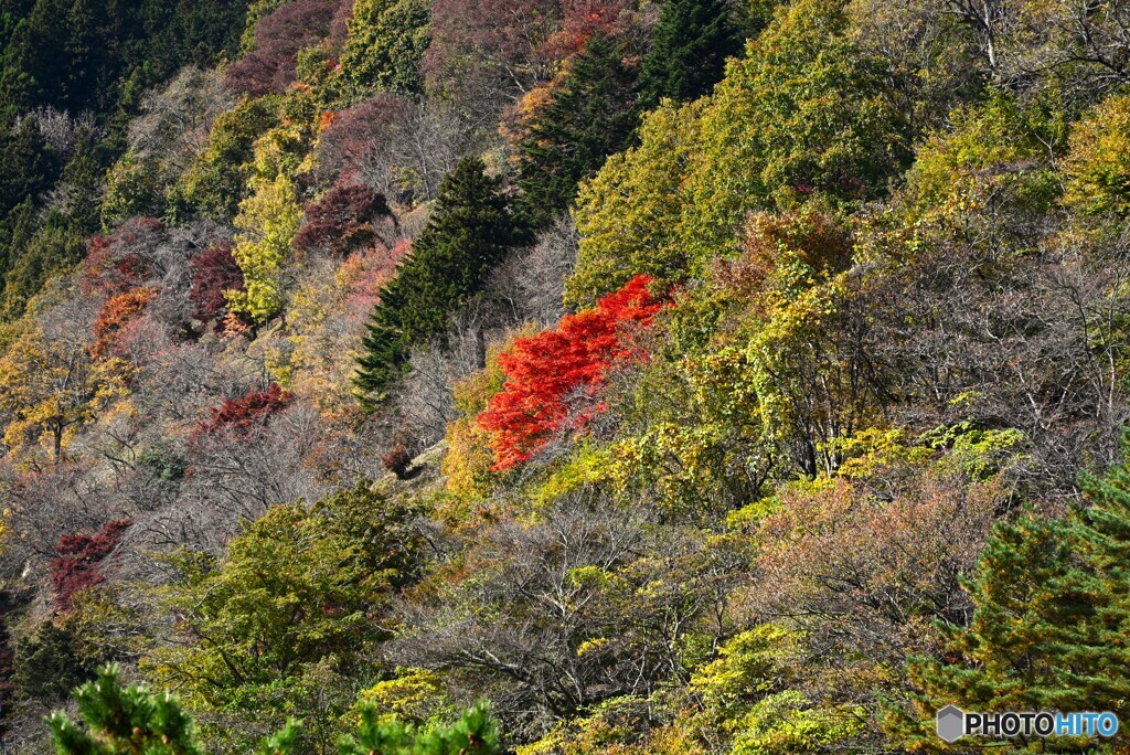 紅一点