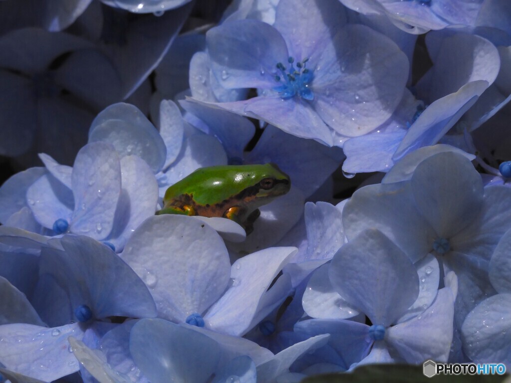 紫陽花とアマガエル