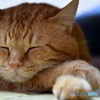 昼寝する猫