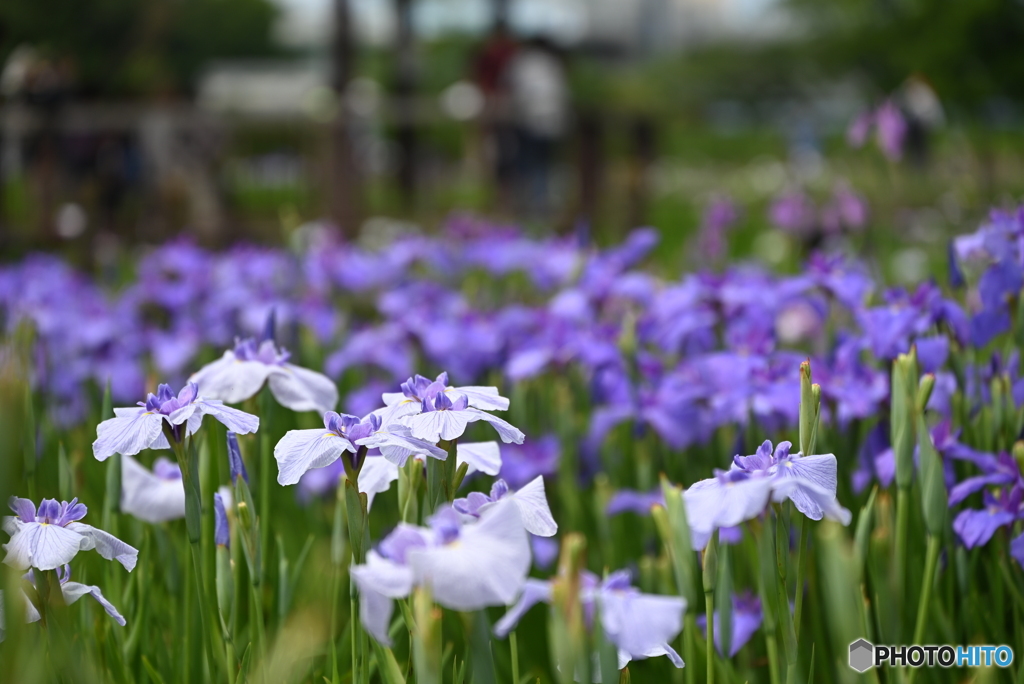 花菖蒲