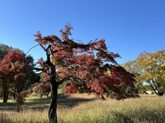 今年の紅葉は