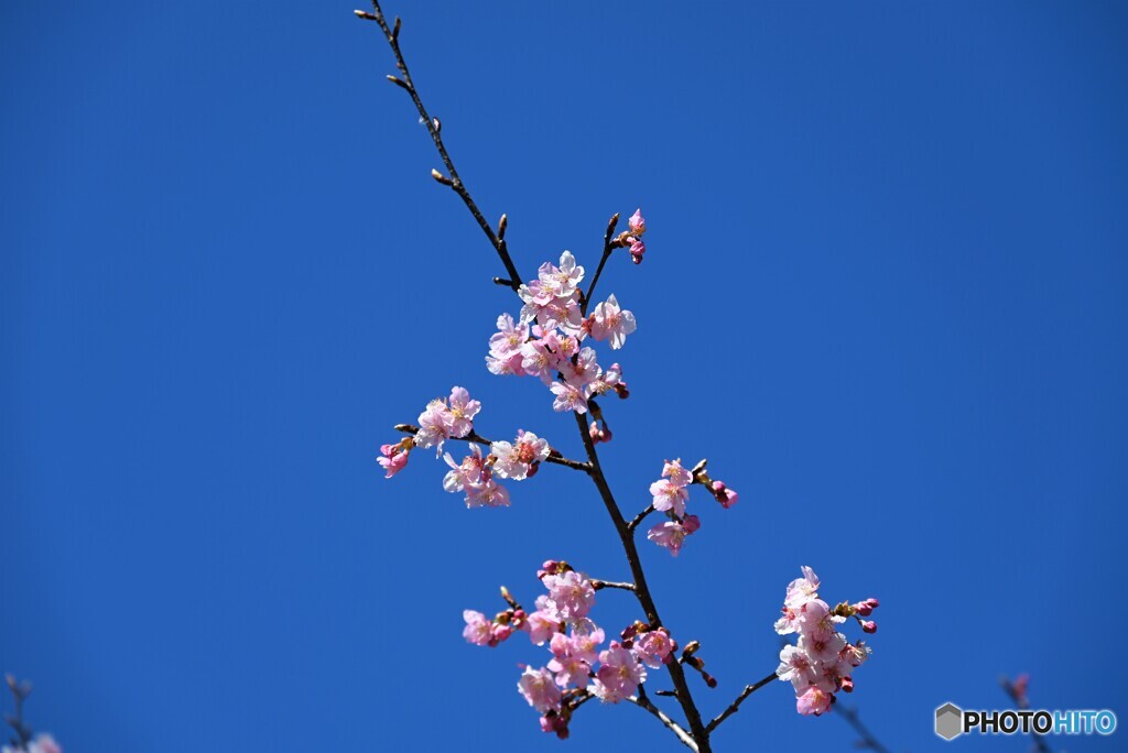 多摩湖にて