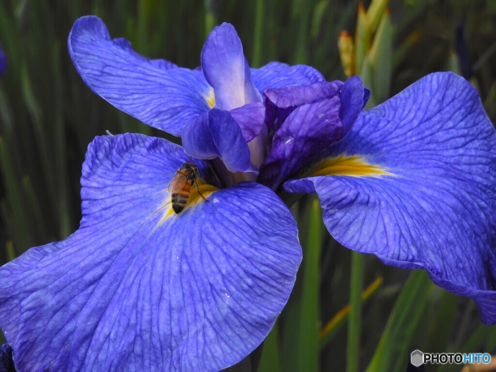 花菖蒲とミツバチ
