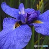 花菖蒲とミツバチ