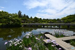 花菖蒲の咲く水辺