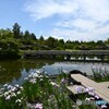 花菖蒲の咲く水辺