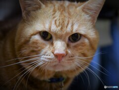 いえねこ