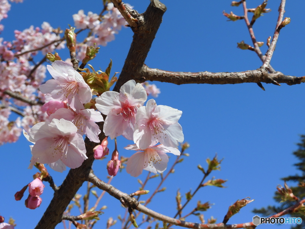 河津桜