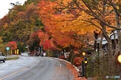 沿道の紅葉