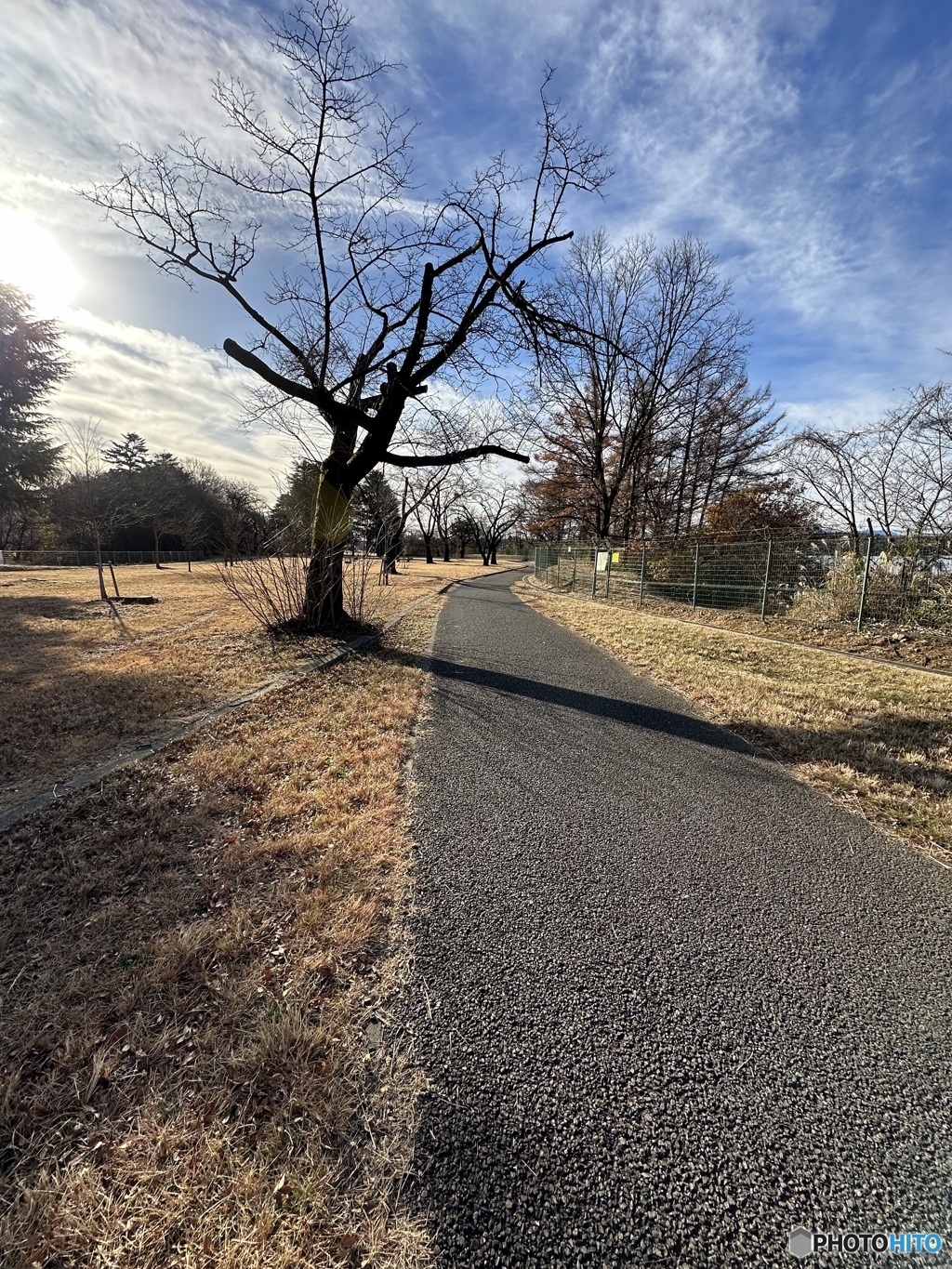 冬の散歩道