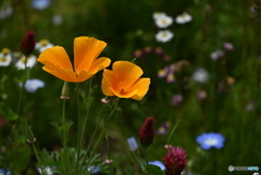 ポピーの花