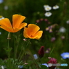 ポピーの花