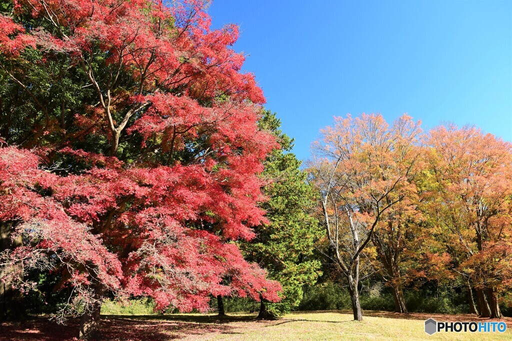 地元の紅葉です