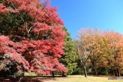 地元の紅葉です