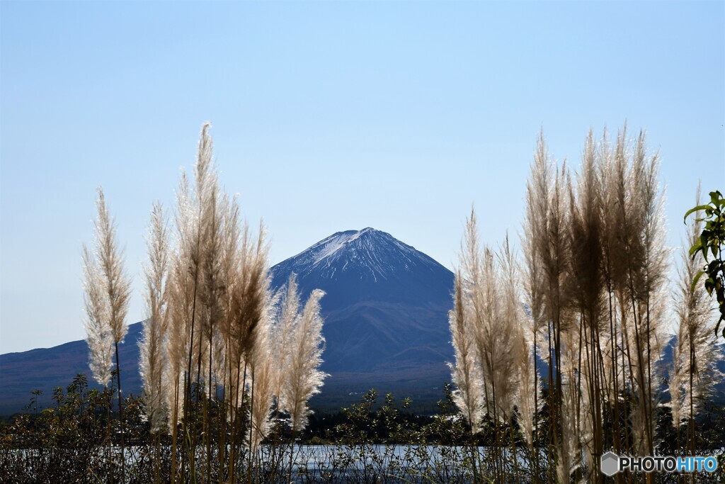 パンパスグラスと富士山
