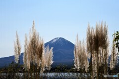 パンパスグラスと富士山