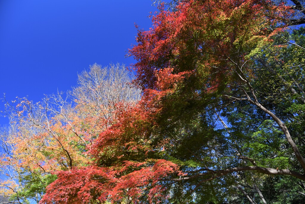 紅葉撮り歩き２